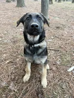 O’no, a female Belgian Malinois and German Shepherd Dog for sale in Suffolk, VA – Photo 2 of 6