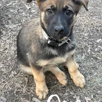 O’no, a female Belgian Malinois and German Shepherd Dog for sale in Suffolk, VA – Photo 4 of 6