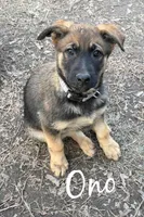 O’no, a female Belgian Malinois and German Shepherd Dog for sale in Suffolk, VA – Photo 1 of 2