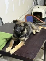 O’no, a female Belgian Malinois and German Shepherd Dog for sale in Suffolk, VA – Photo 6 of 6