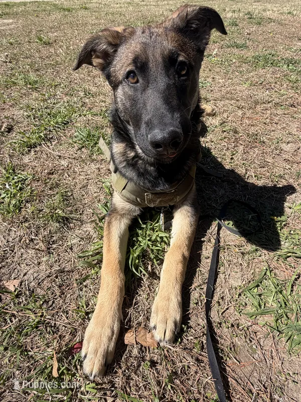 O’no, a female Belgian Malinois and German Shepherd Dog for sale in Suffolk, VA – Photo 1 of 8