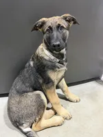 O’no, a female Belgian Malinois and German Shepherd Dog for sale in Suffolk, VA – Photo 8 of 8