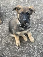 O’no, a female Belgian Malinois and German Shepherd Dog for sale in Suffolk, VA – Photo 6 of 8