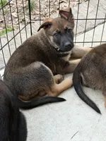O’no, a female Belgian Malinois and German Shepherd Dog for sale in Suffolk, VA – Photo 5 of 8
