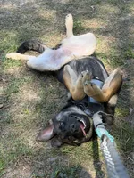 O’no, a female Belgian Malinois and German Shepherd Dog for sale in Suffolk, VA – Photo 3 of 8