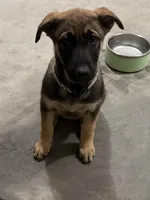 O’no, a female Belgian Malinois and German Shepherd Dog for sale in Suffolk, VA – Photo 4 of 8