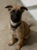 Kolohē, a male Belgian Malinois and German Shepherd Dog for sale in Suffolk, VA – Photo 2 of 2
