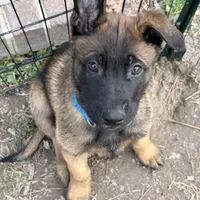Lēlē, a male Belgian Malinois and German Shepherd Dog for sale in Suffolk, VA – Photo 4 of 6
