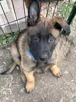 Lēlē, a male Belgian Malinois and German Shepherd Dog for sale in Suffolk, VA – Photo 1 of 2