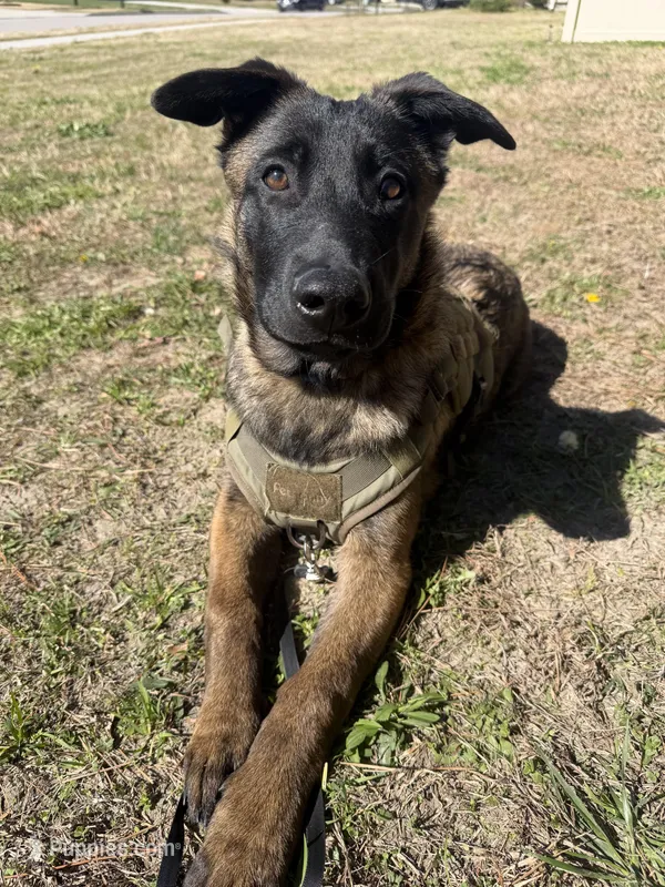 Lēlē, a male Belgian Malinois and German Shepherd Dog for sale in Suffolk, VA – Photo 1 of 6