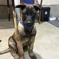 Lēlē, a male Belgian Malinois and German Shepherd Dog for sale in Suffolk, VA – Photo 3 of 6
