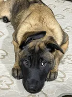 Lēlē, a male Belgian Malinois and German Shepherd Dog for sale in Suffolk, VA – Photo 6 of 6
