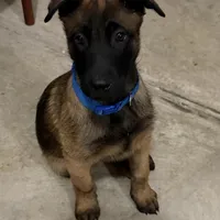 Lēlē, a male Belgian Malinois and German Shepherd Dog for sale in Suffolk, VA – Photo 5 of 6