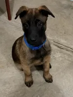 Lēlē, a male Belgian Malinois and German Shepherd Dog for sale in Suffolk, VA – Photo 2 of 2