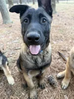 Lēlē, a male Belgian Malinois and German Shepherd Dog for sale in Suffolk, VA – Photo 2 of 6
