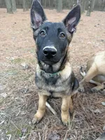 I’kaika, a female Belgian Malinois and German Shepherd Dog for sale in Suffolk, VA – Photo 2 of 5