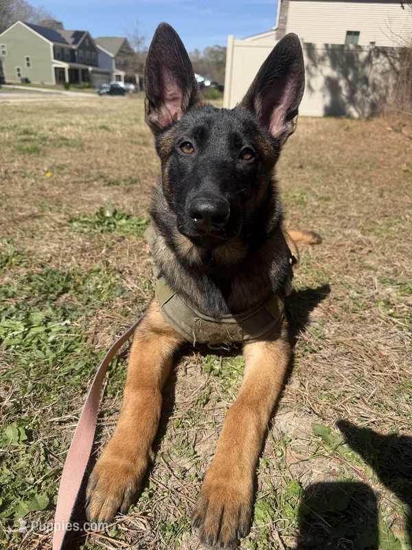I’kaika – Belgian Malinois, German Shepherd Dog puppy for sale in Suffolk, VA