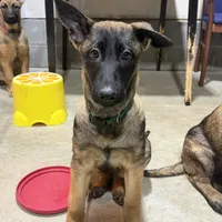 I’kaika, a female Belgian Malinois and German Shepherd Dog for sale in Suffolk, VA – Photo 3 of 5