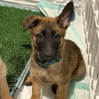 I’kaika, a female Belgian Malinois and German Shepherd Dog for sale in Suffolk, VA – Photo 4 of 5
