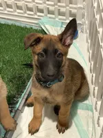 I’kaika, a female Belgian Malinois and German Shepherd Dog for sale in Suffolk, VA – Photo 1 of 2