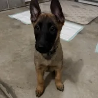 I’kaika, a female Belgian Malinois and German Shepherd Dog for sale in Suffolk, VA – Photo 5 of 5