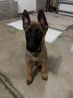 I’kaika, a female Belgian Malinois and German Shepherd Dog for sale in Suffolk, VA – Photo 2 of 2