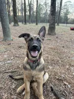 Manapua, a male Belgian Malinois and German Shepherd Dog for sale in Suffolk, VA – Photo 3 of 6