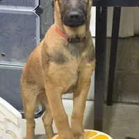 Manapua, a male Belgian Malinois and German Shepherd Dog for sale in Suffolk, VA – Photo 4 of 6