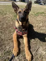 Manapua, a male Belgian Malinois and German Shepherd Dog for sale in Suffolk, VA – Photo 1 of 6