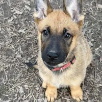 Manapua, a male Belgian Malinois and German Shepherd Dog for sale in Suffolk, VA – Photo 6 of 6