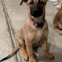Manapua, a male Belgian Malinois and German Shepherd Dog for sale in Suffolk, VA – Photo 5 of 6