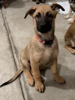 Manapua, a male Belgian Malinois and German Shepherd Dog for sale in Suffolk, VA – Photo 1 of 2