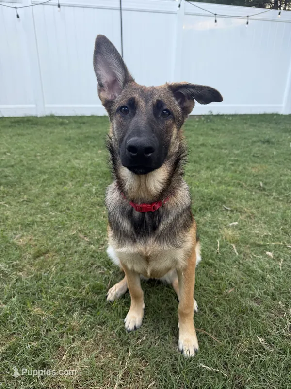 Hapa – Belgian Malinois, German Shepherd Dog puppy for sale in Suffolk, VA