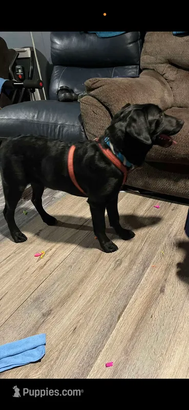 Storm – Labrador Retriever puppy for sale in Antioch, TN