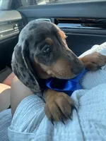 Cassie, a female Miniature Dachshund for sale in Ontario, CA – 7 of 7