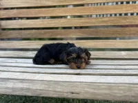 Teddy, a male Yorkshire Terrier for sale in Ontario, CA – Photo 1 of 6