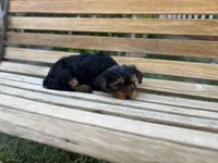 Teddy, a male Yorkshire Terrier for sale in Ontario, CA – Photo 2 of 6