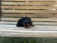Teddy, a male Yorkshire Terrier for sale in Ontario, CA – Photo 6 of 6