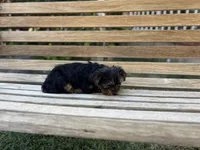 Teddy, a male Yorkshire Terrier for sale in Ontario, CA – Photo 3 of 6