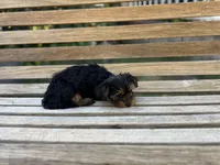Teddy, a male Yorkshire Terrier for sale in Ontario, CA – Photo 4 of 6