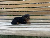 Teddy, a male Yorkshire Terrier for sale in Ontario, CA – Photo 5 of 6