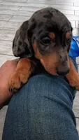 Cassie, a female Miniature Dachshund for sale in Ontario, CA – 6 of 7