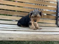 Honey, a female Yorkshire Terrier for sale in Ontario, CA – Photo 6 of 7