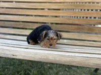 Honey, a female Yorkshire Terrier for sale in Ontario, CA – Photo 2 of 7