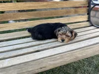 Honey, a female Yorkshire Terrier for sale in Ontario, CA – Photo 7 of 7