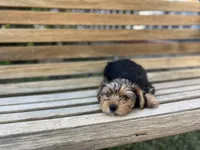 Honey, a female Yorkshire Terrier for sale in Ontario, CA – Photo 5 of 7