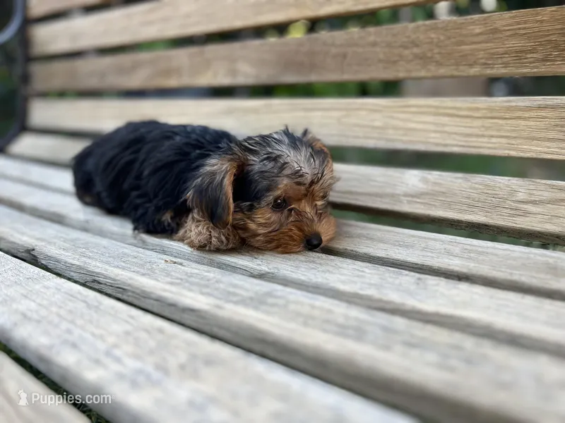 Honey – Yorkshire Terrier puppy for sale in Ontario, CA