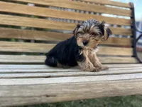 Honey, a female Yorkshire Terrier for sale in Ontario, CA – Photo 3 of 7
