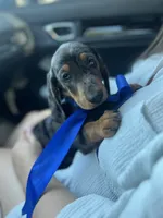 Cassie, a female Miniature Dachshund for sale in Ontario, CA – 3 of 7
