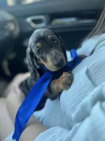 Cassie, a female Miniature Dachshund for sale in Ontario, CA – 4 of 7
